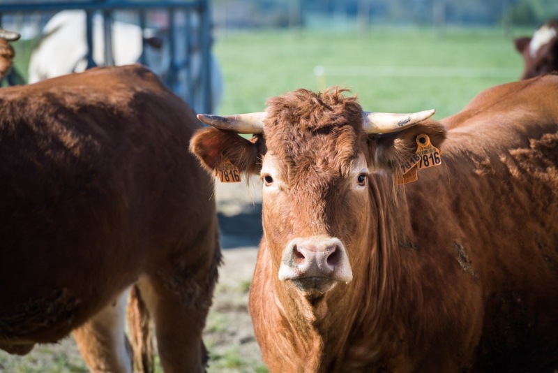 ferme-du-haut-gast_erbree-2704210078