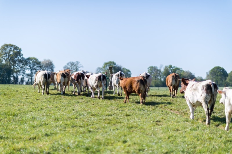 ferme-du-haut-gast_erbree-2704210164