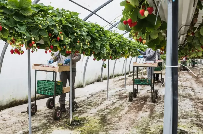 reportage_agriculture_grandlieuCC_1