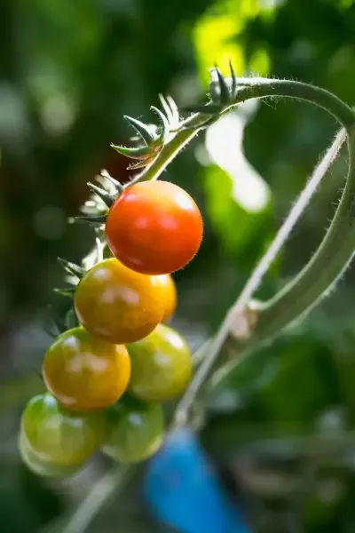 reportage_agriculture_grandlieuCC_10