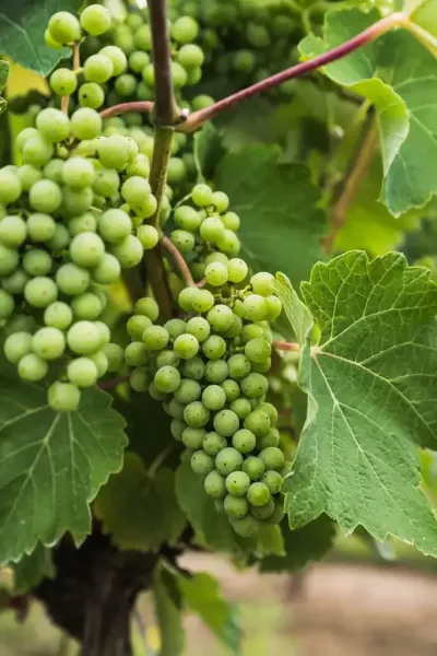 reportage_agriculture_grandlieuCC_15