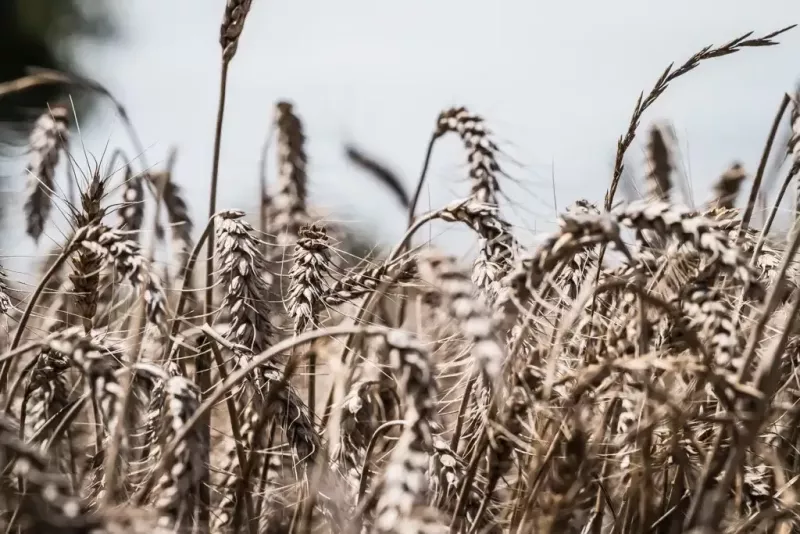 reportage_agriculture_grandlieuCC_5