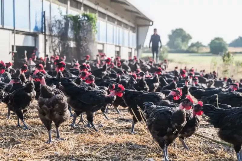 reportage_agriculture_grandlieuCC_8